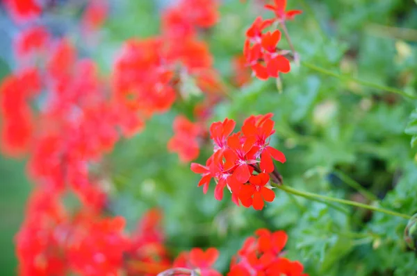 Selektiv Fokus Skott Röda Geranium Blommor — Stockfoto