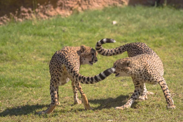 Een Selectieve Focus Shot Van Cheetah Cubs Vechten — Stockfoto