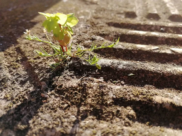 土の中で成長している茎のクローズアップショット — ストック写真