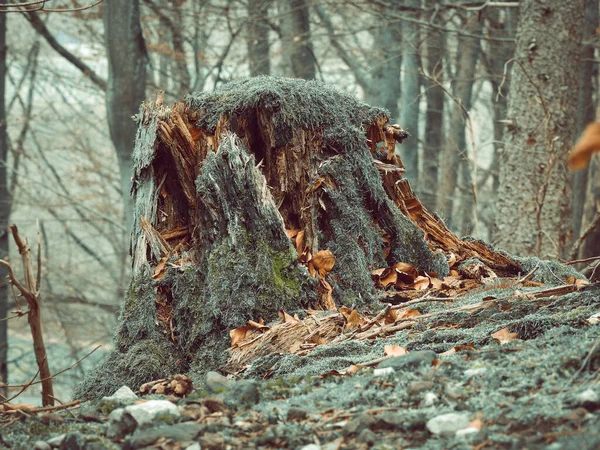 Ein Baumstumpf Wald Mit Moos Bedeckt — Stockfoto