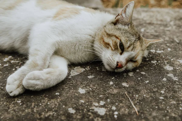 Tiro Foco Raso Pobre Gato Perdido Com Olho Danificado — Fotografia de Stock