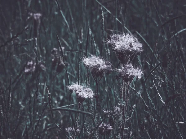 Primer Plano Hermosas Flores Silvestres Blancas Sobre Fondo Borroso — Foto de Stock