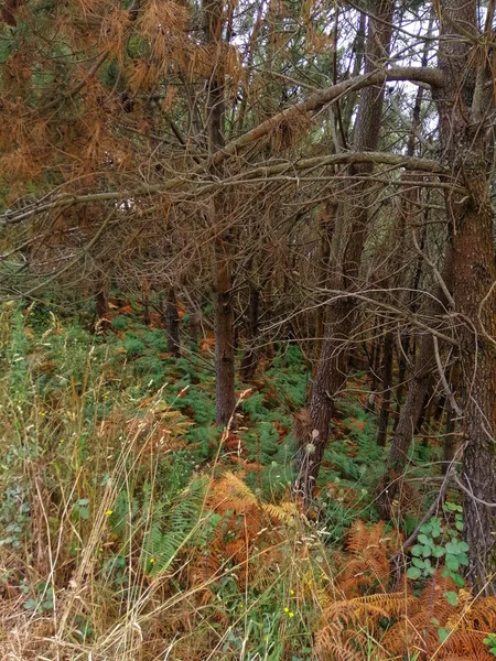 Tiro Vertical Perto Árvores Secas Uma Floresta Cangas Espanha — Fotografia de Stock