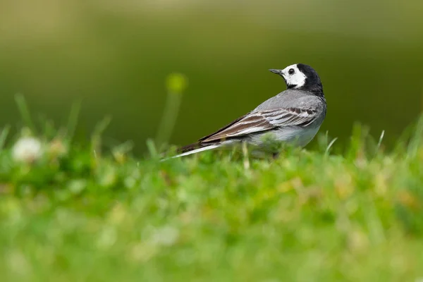 Nahaufnahme Eines Bachstelzenvogels Der Auf Dem Frischen Weichen Gras Hockt — Stockfoto