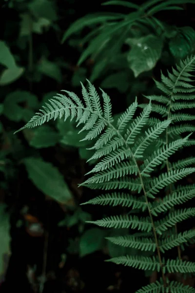 Primo Piano Verticale Foglie Felce Verde Brillante — Foto Stock