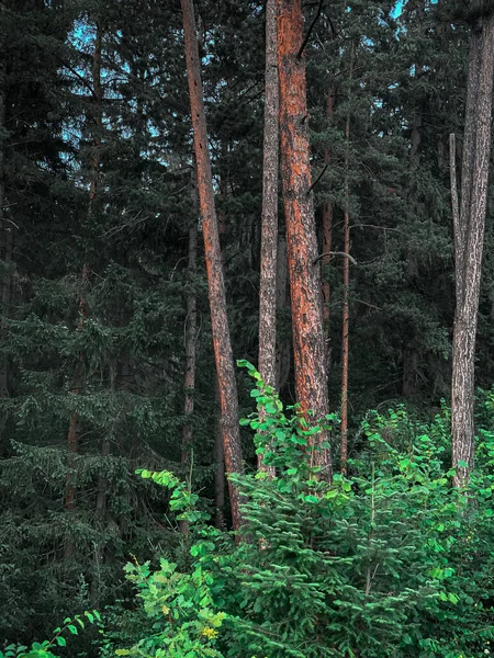 Tiro Vertical Troncos Árvores Altas Plantas Verdes Uma Floresta — Fotografia de Stock