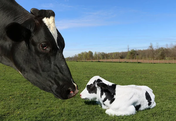 Primer Plano Una Vaca Madre Con Ternero Adorable Campo Herboso — Foto de Stock