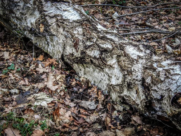 Tiro Close Uma Bétula Seca Que Coloca Chão — Fotografia de Stock