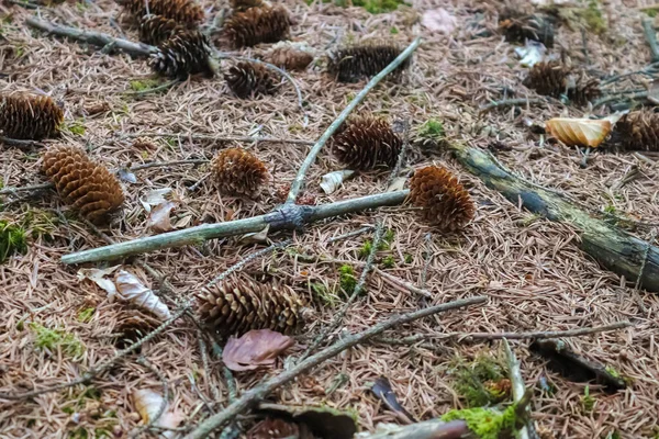 Close Cones Pinheiro Agulhas Galhos Deitados Chão Floresta — Fotografia de Stock