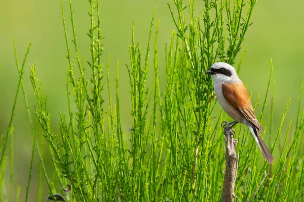 A fantastic shot of a Red-backed shrike bird perched on the branch in search of food