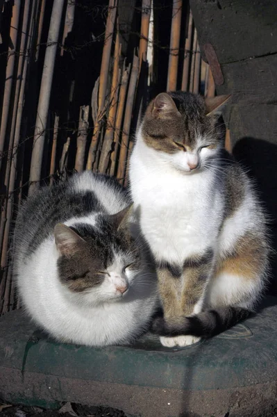 两只五颜六色的可爱猫躺在户外的垂直镜头 — 图库照片