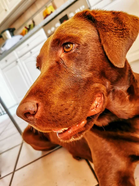 Tiro Foco Raso Cão Labrador Marrom Adorável — Fotografia de Stock