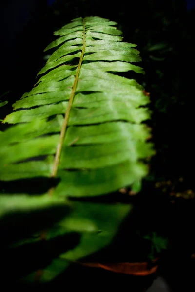 Vertikální Detailní Záběr Zeleného Kapradinového Listu Tmavém Pozadí — Stock fotografie
