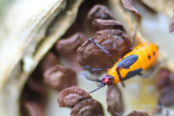 植物のオレンジ色の虫の極端なクローズアップマクロ写真 — ストック写真