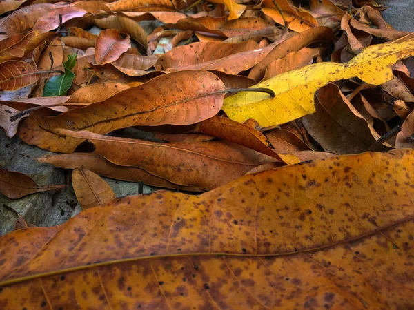 Una Toma Alto Ángulo Hojas Otoñales Hermosas Oxidadas Sobre Una — Foto de Stock