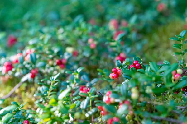 Selektiv Fokusering Skott Grenar Lingon Buske — Stockfoto