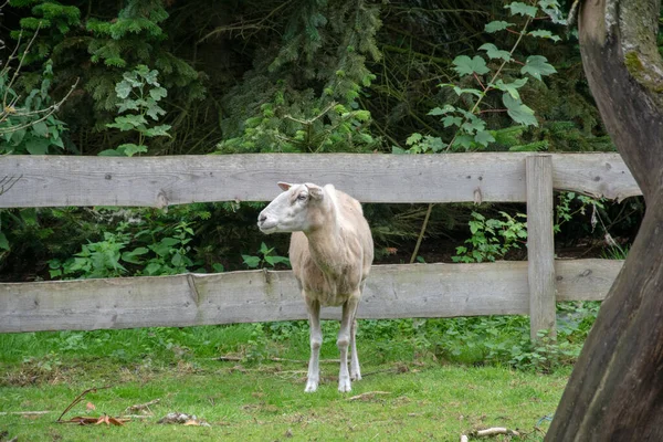 Een Closeup Shot Van Een Schattig Wit Lam — Stockfoto