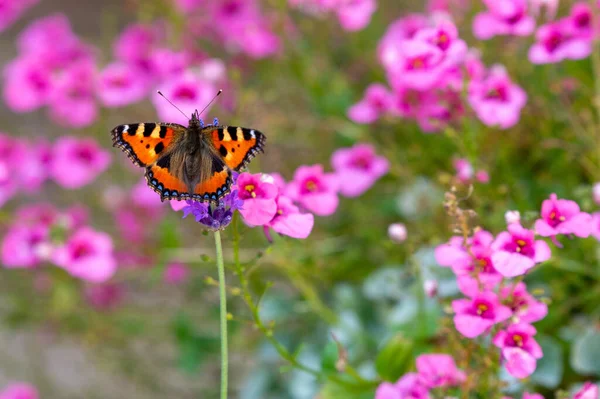 Tiro Foco Seletivo Uma Bela Borboleta Laranja Pequenas Flores Rosa — Fotografia de Stock