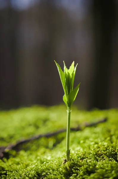 Mise Point Sélective Verticale Germe Vert Une Plante — Photo