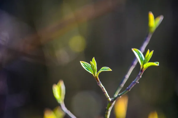 Närbild Blommande Trädgren Solljuset Med Suddig Bakgrund — Stockfoto