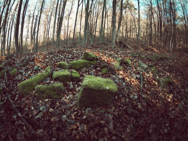 Rybářský Snímek Podzimního Lesa Spadlým Listím Holými Stromy — Stock fotografie