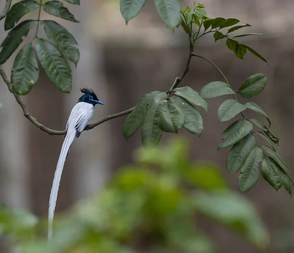 Uma Bela Foto Asian Paradise Flycatcher Pousando Galho Árvore — Fotografia de Stock