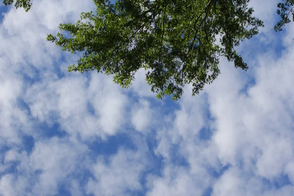 Tiro Ángulo Bajo Árboles Verdes Vibrantes Bajo Cielo Azul — Foto de Stock