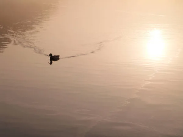 Tiro Ângulo Alto Pássaro Nadando Rio Ruhr Nascer Sol — Fotografia de Stock