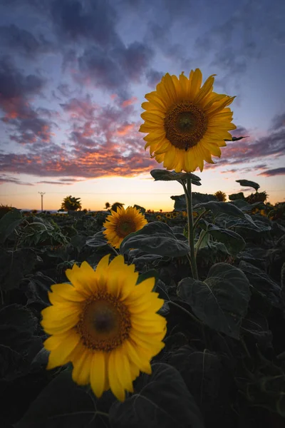 Tiro Vertical Belos Girassóis Campo Ina Pôr Sol — Fotografia de Stock