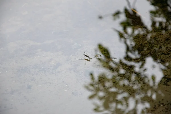 Ένα Κοντινό Πλάνο Ενός Κουνουπιού Στο Νερό — Φωτογραφία Αρχείου