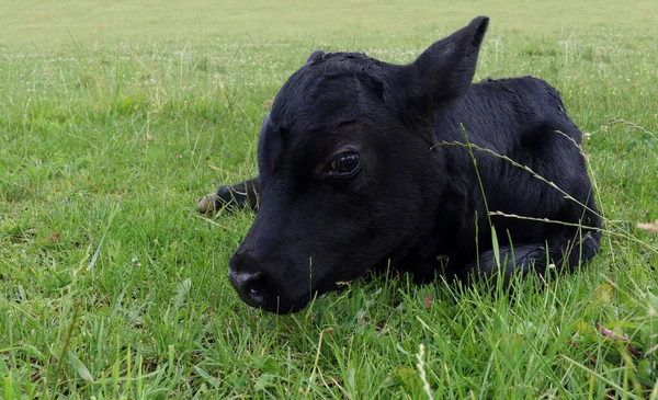 一只可爱的小牛犊在草地上的特写镜头 — 图库照片
