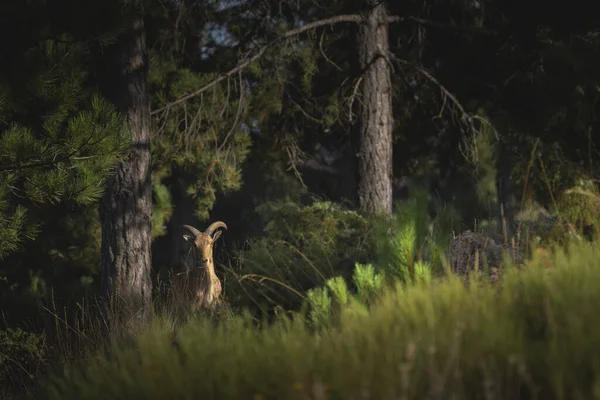 Uno Scatto Selettivo Una Capra Selvatica Una Foresta — Foto Stock