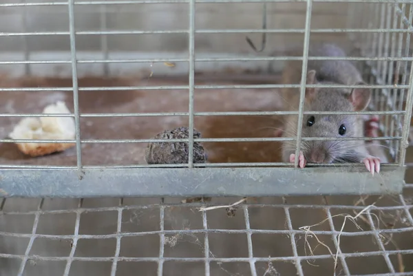 Gros Plan Rat Drôle Mignon Regardant Hors Une Cage — Photo