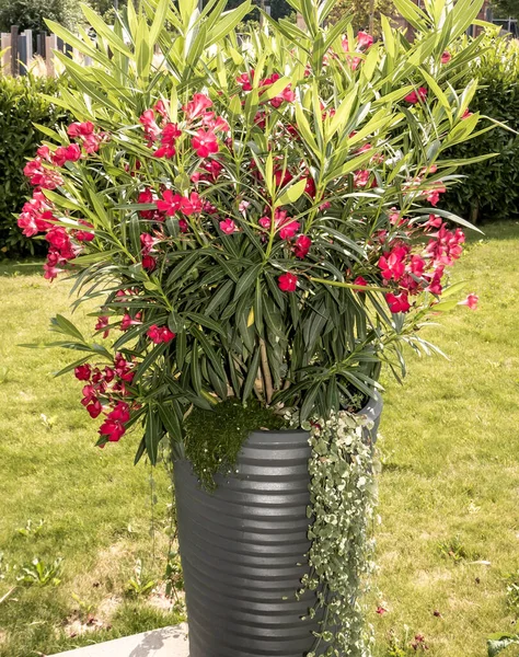 Vertical Shot Potted Oleanders Park Sunlight Blurry Background — Stock Photo, Image