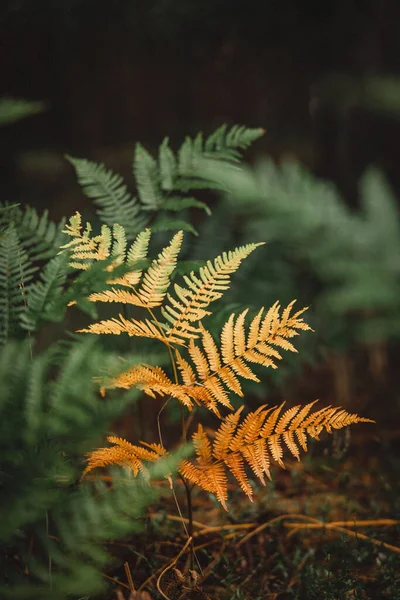 Vertikální Detailní Záběr Kapradinového Listí Lese — Stock fotografie