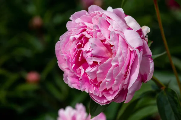 Zbliżenie Kwiatu Piwonii Różowymi Różowymi Płatkami Rozmytym Zielonym Tłem Peeonia — Zdjęcie stockowe