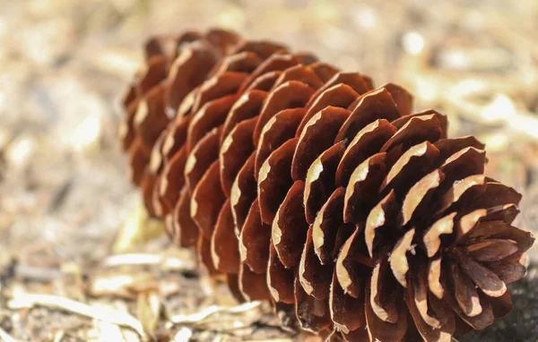 Makro Nahaufnahme Eines Auf Dem Waldboden Liegenden Tannenzapfens — Stockfoto