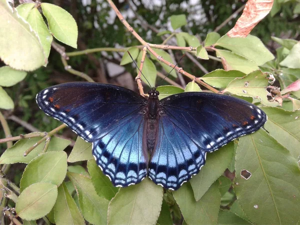美丽蝴蝶的浅浅的焦点镜头 — 图库照片