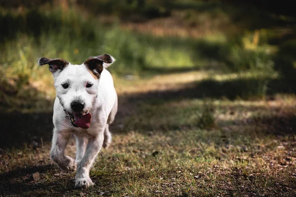 Een Leuke Witte Stier Terriër Hond Spelen Rond Een Park — Stockfoto