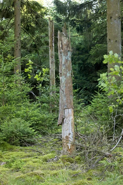 Egy Függőleges Lövés Törött Adu Egy Erdőben — Stock Fotó