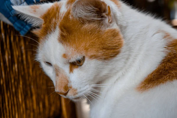 一只家养的短发猫的特写镜头 — 图库照片