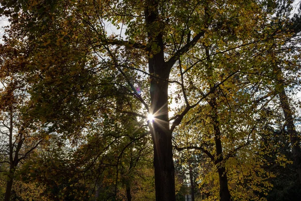 陽射しが差し込む秋の森からの美しいショット — ストック写真
