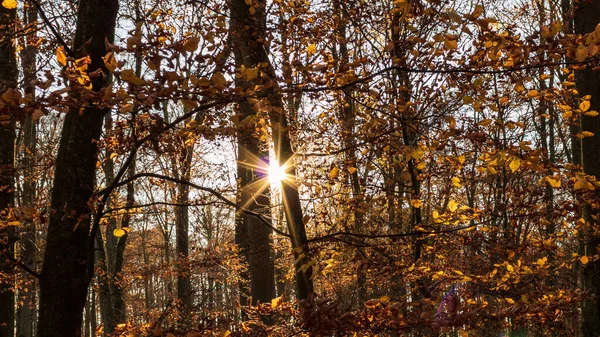 Vacker Bild Från Höstskog Med Strålande Solljus — Stockfoto