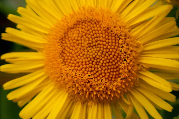 Zbliżenie Ujęcia Płatków Żółtego Kwiatu Mniszka Lekarskiego — Zdjęcie stockowe