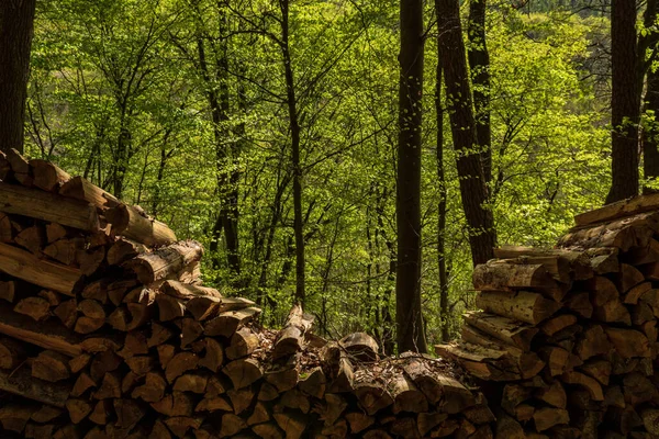緑の美しい森の中の薪のショット — ストック写真