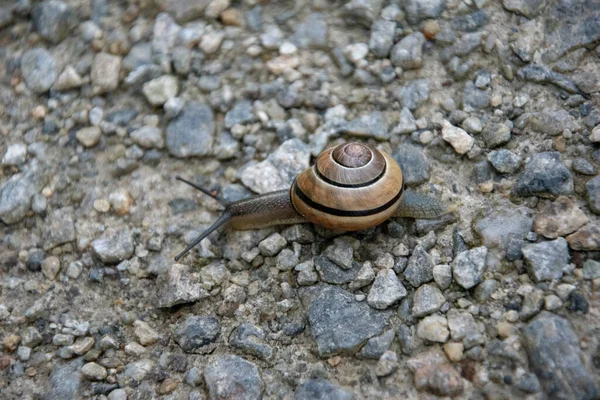 Selective Focus Shot Small Snail Ground — Stock Photo, Image