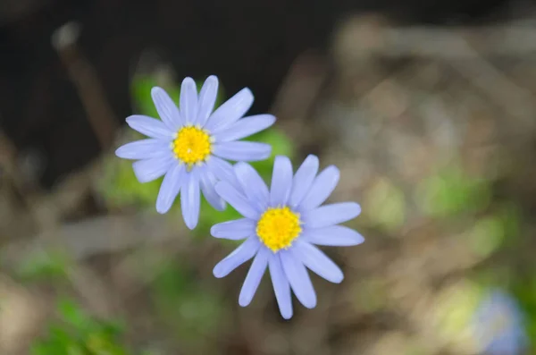 Selective Focus Shot Two Blue Chamomiles — Stock Photo, Image
