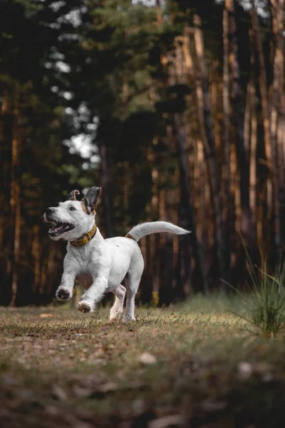 Een Leuke Witte Stier Terriër Hond Spelen Rond Een Park — Stockfoto