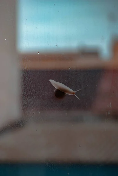 Eine Vertikale Nahaufnahme Einer Schnecke Auf Einem Glas Mit Unscharfem — Stockfoto