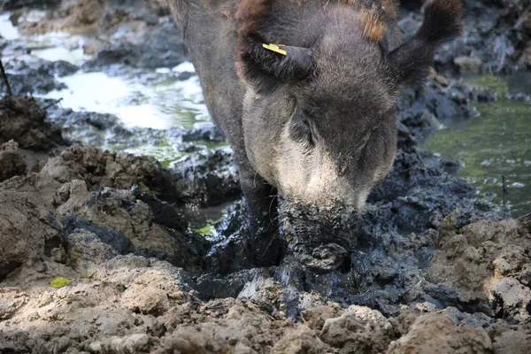 昼間に泥だらけの表面の種の閉鎖ショット — ストック写真